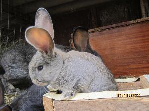 Кролики пород фландр, серый великан Село Буздяк IMG_1758.jpg
