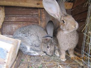 Кролики пород фландр, серый великан Село Буздяк IMG_1739.jpg