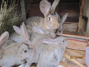 Кролики пород фландр, серый великан Село Буздяк IMG_1748.jpg